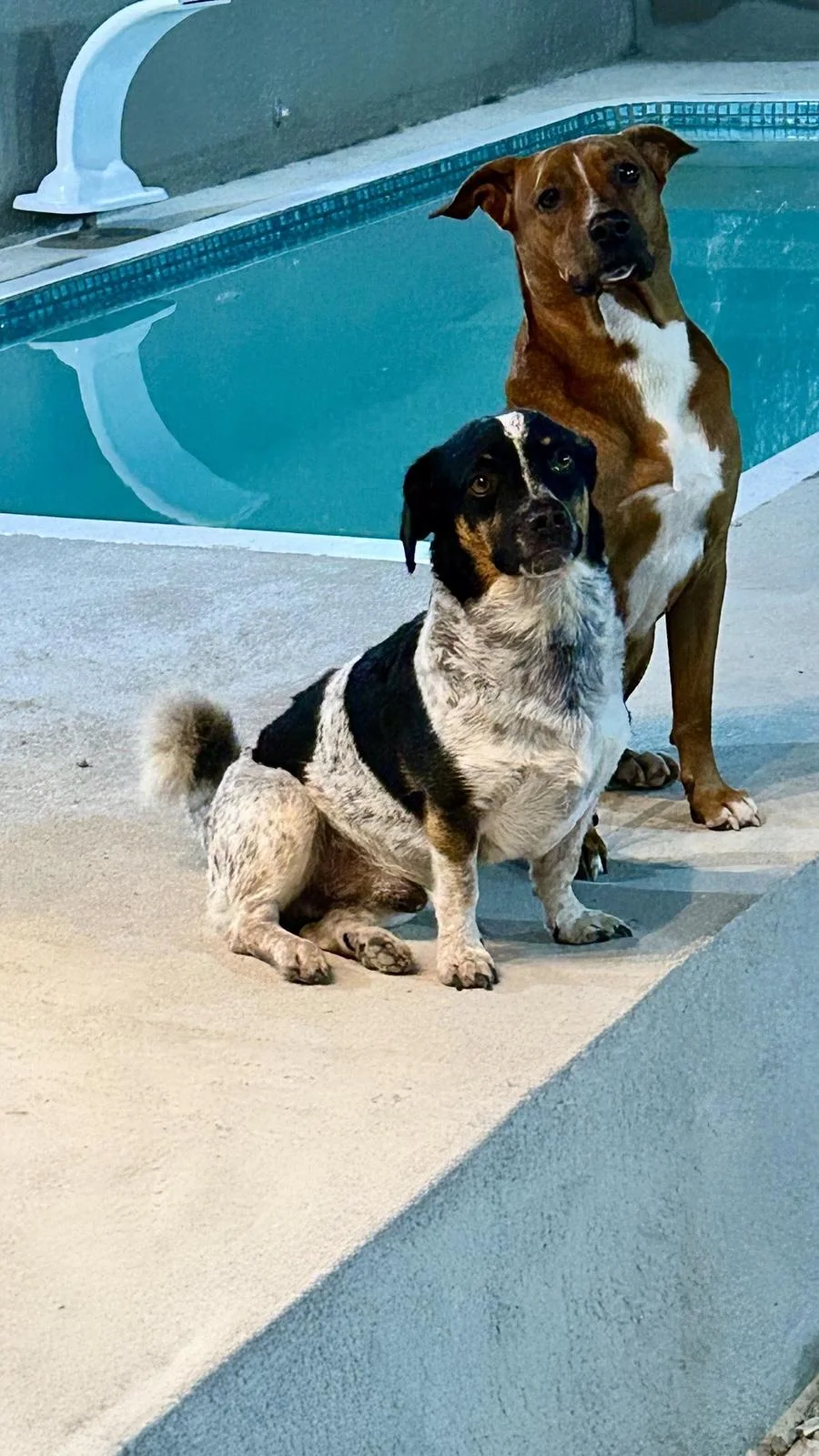 Thor e Luppy juntos em uma área externa próxima à piscina.