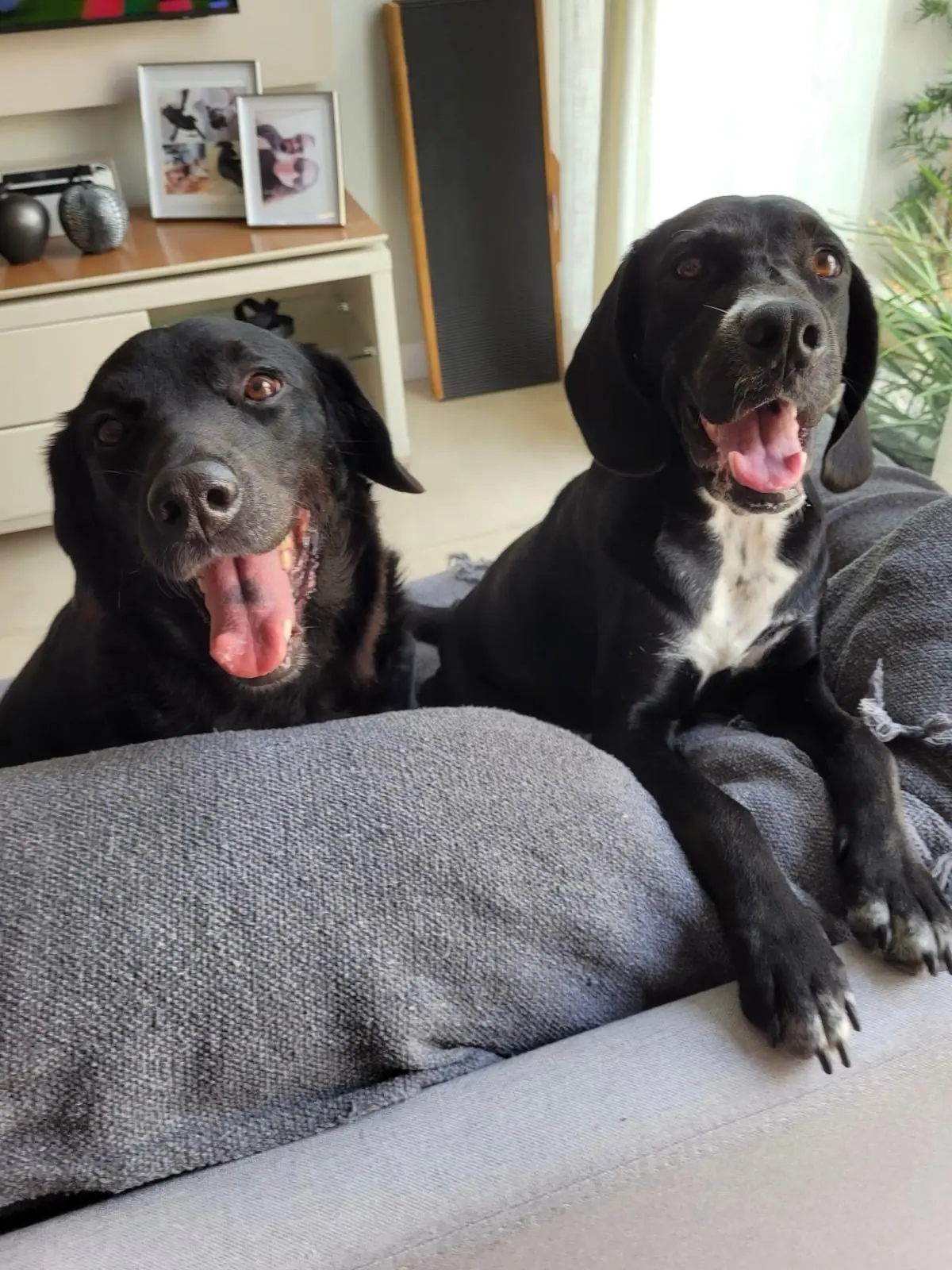 Apollo e Luna juntos no sofá de casa.