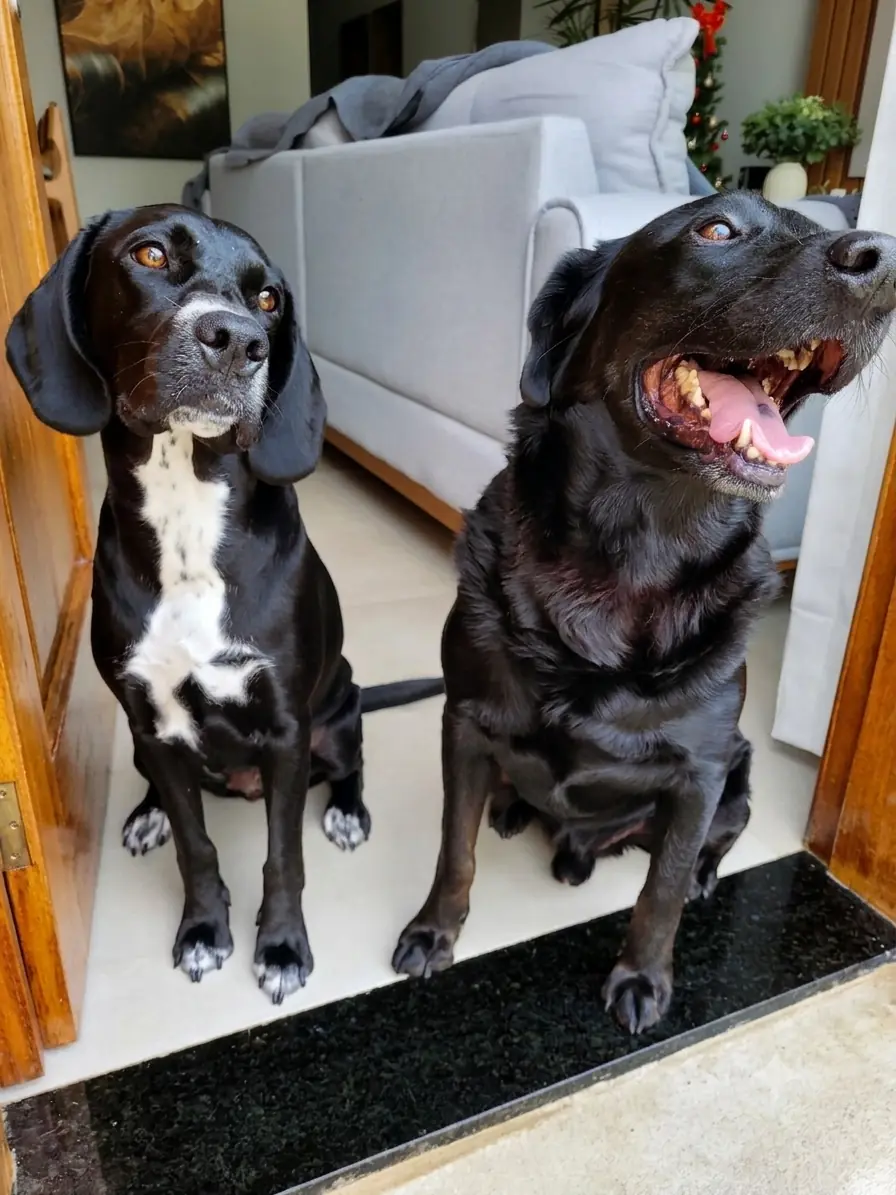 Luna e Apollo sentados lado a lado na entrada de casa.